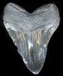 Bargain, Black Megalodon Tooth - South Carolina #31919-2